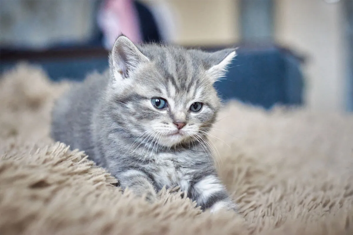 Featured image for: Spreekwoorden met 'kat' verklaard