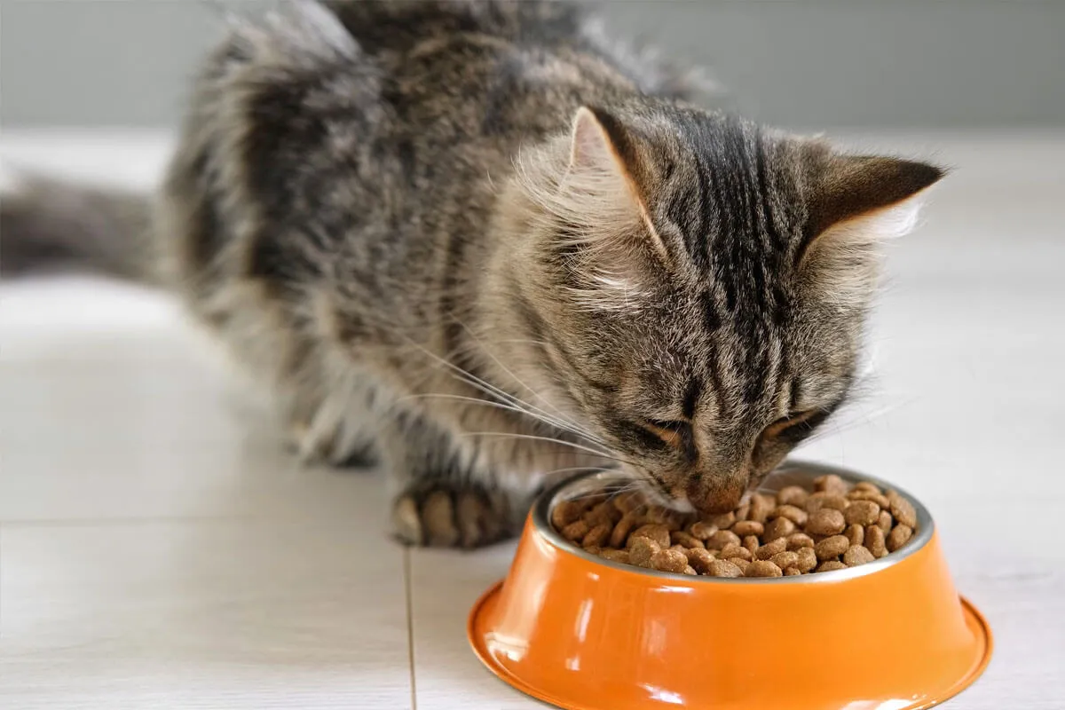 Featured image for: Van kitten tot senior, altijd het juiste kattenvoer