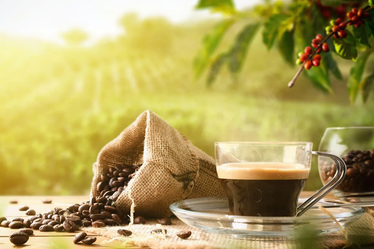 Featured image for: Van plantage tot kopje, de reis van een koffieboon