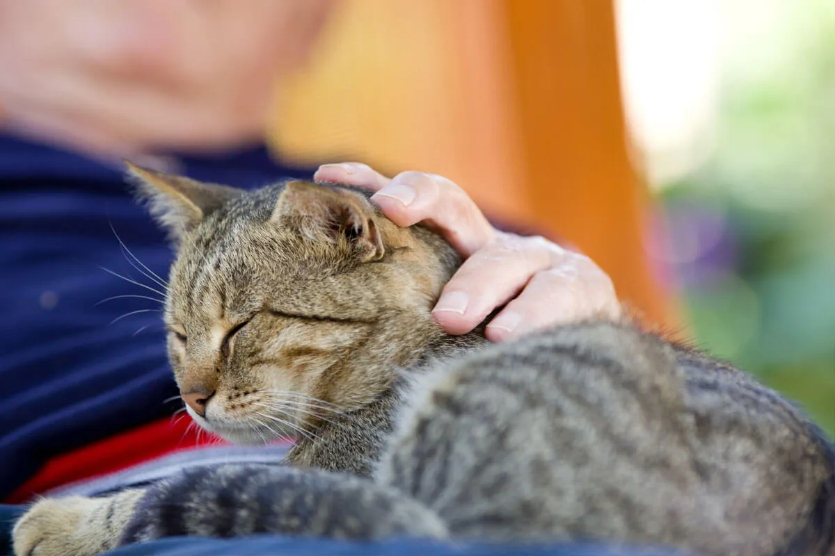 Featured image for: Veelvoorkomende klachten bij senior katten