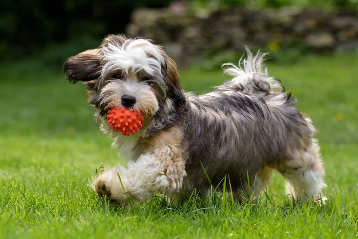 Featured image for: Waarom elke hond vezels nodig heeft