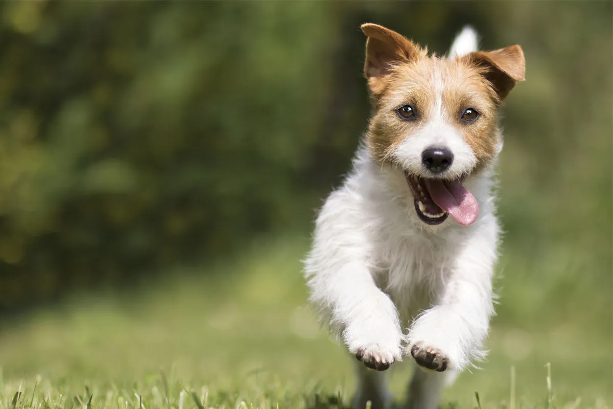 Featured image for: Waarom omega vetzuren belangrijk zijn voor je hond